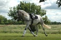 Dappled Grey Horse