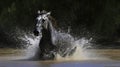 Dappled Grey Horse Frolicking in River with Splashes Against Dense Greenery