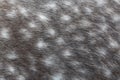 Dappled grey horse skin Royalty Free Stock Photo