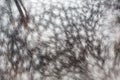 Dappled grey horse skin texture Royalty Free Stock Photo