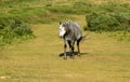 Dappled Grey Pony Royalty Free Stock Photo
