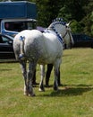 Dappled grey shire horse with ornate ribbon on mane and tail, back view