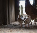 Dappled hen with small chicks inside of a wooden chicken coop