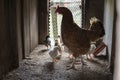 Dappled hen with small chicks inside of a wooden chicken coop