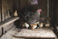 Dappled hen with small chicks inside of a wooden chicken coop