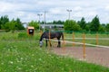 Dappled horse is grazing and eating grass in the paddock. Breeding horses