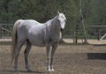 Dappled Horse