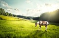 Dappled Horse On A Meadow