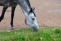 Dappled horse with thin black legs grazing freely and eating green summer grass on lawn in ranch countryside.