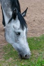 Dappled horse with thin legs stepping freely and eating green summer grass on lawn in ranch countryside