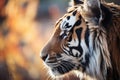 dappled light on the face of a stalking tiger Royalty Free Stock Photo