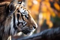 dappled light on the face of a stalking tiger Royalty Free Stock Photo