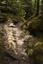 Dappled Path