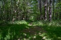 Dappled path through a dark, gloomy forest