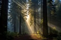 Dappled Redwood forest sunrays. Generate Ai Royalty Free Stock Photo