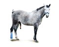 Dappled stallion Royalty Free Stock Photo