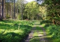 Dappled Sunshine in an English Forest