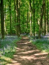 Spring Bluebells in an English Beech Wood Royalty Free Stock Photo