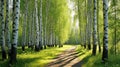 dappled trees and sun and path Royalty Free Stock Photo