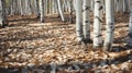 dappled white birch texture