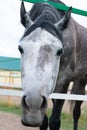 Dappled white black horse close up portrait. Horse inside of farmyard