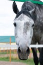 Dappled white black horse close up portrait. Inside Royalty Free Stock Photo