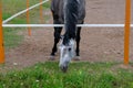 Dappled young horse grazing and eating green summer grass in paddock. Aninal