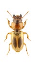 Daptus vittatus Royalty Free Stock Photo