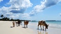 Dar es salaam cows Royalty Free Stock Photo