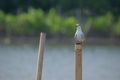 Dara Laut (Sternidae) are seabirds