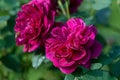 Darcey Bussell crimson roses - shrub rose bred by David Austin Royalty Free Stock Photo