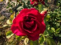 \'Darcey Bussell\' English Shrub Rose Bred By David Austin in deep, rich crimson-pink Royalty Free Stock Photo