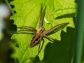 Darcier strange, Pisaura mirabilis, spider common,