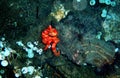 Red hermit anemone caring crab Dardanus Arrosor