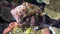 Dardanus lagopodes or DarkKnee Hermit Crab Royalty Free Stock Photo