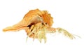 Hermit crab Royalty Free Stock Photo
