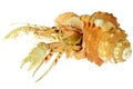 Hermit crab Royalty Free Stock Photo