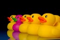Dare to be different - rubber ducks on black Royalty Free Stock Photo