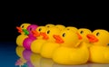 Dare to be different - rubber ducks on black Royalty Free Stock Photo