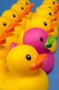 Dare to be different - rubber ducks on blue Royalty Free Stock Photo