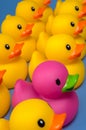 Dare to be different - rubber ducks on blue Royalty Free Stock Photo