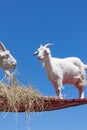 Daredevil Goats