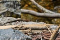 Darevskia praticola lizard on a rock