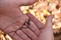 Small forest lizard in human hands
