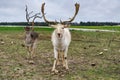 A large white reindeer with large horns and a young gray deer