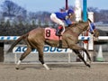 Daria`s Angel Winning at Aqueduct Royalty Free Stock Photo