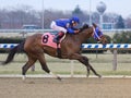 Daria`s Angel Winning at Aqueduct