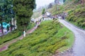 Tea Plantations at Happy Valley Tea Estate in Darjeeling, West Bengal, India.