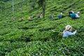 DARJEELING, INDIA, - June 23,2022 Harvesting, Rural women workers plucking tender tea shoots in gardens of Darjeeling, one of the