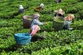 DARJEELING, INDIA, - June 23,2022 Harvesting, Rural women workers plucking tender tea shoots in gardens of Darjeeling, one of the